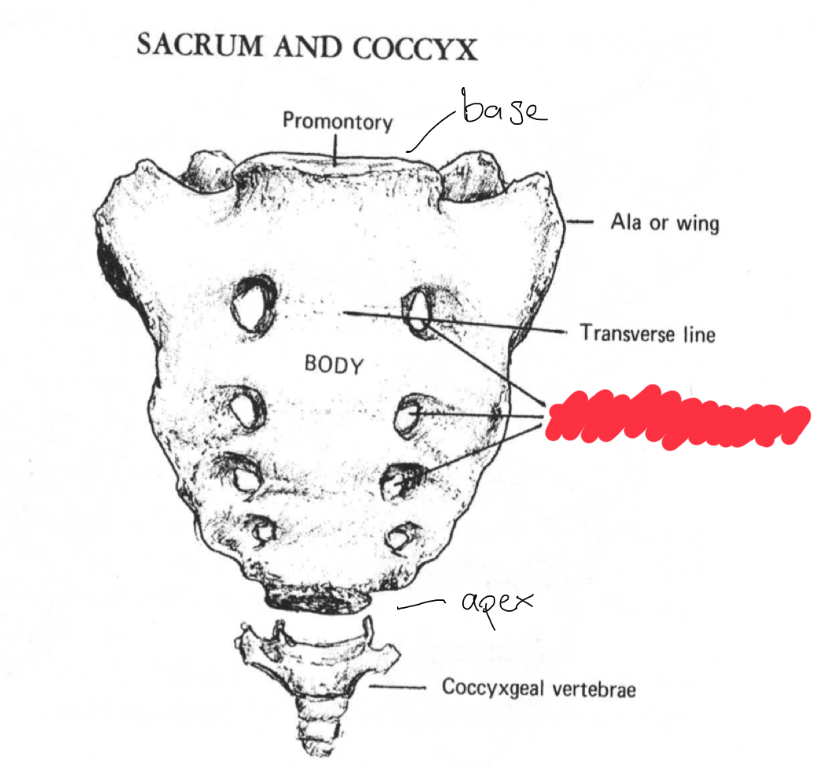 <p>What is this structure?</p>