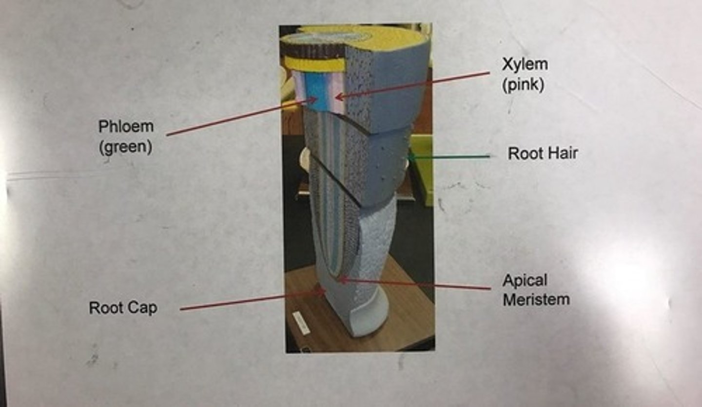 knowt flashcard image