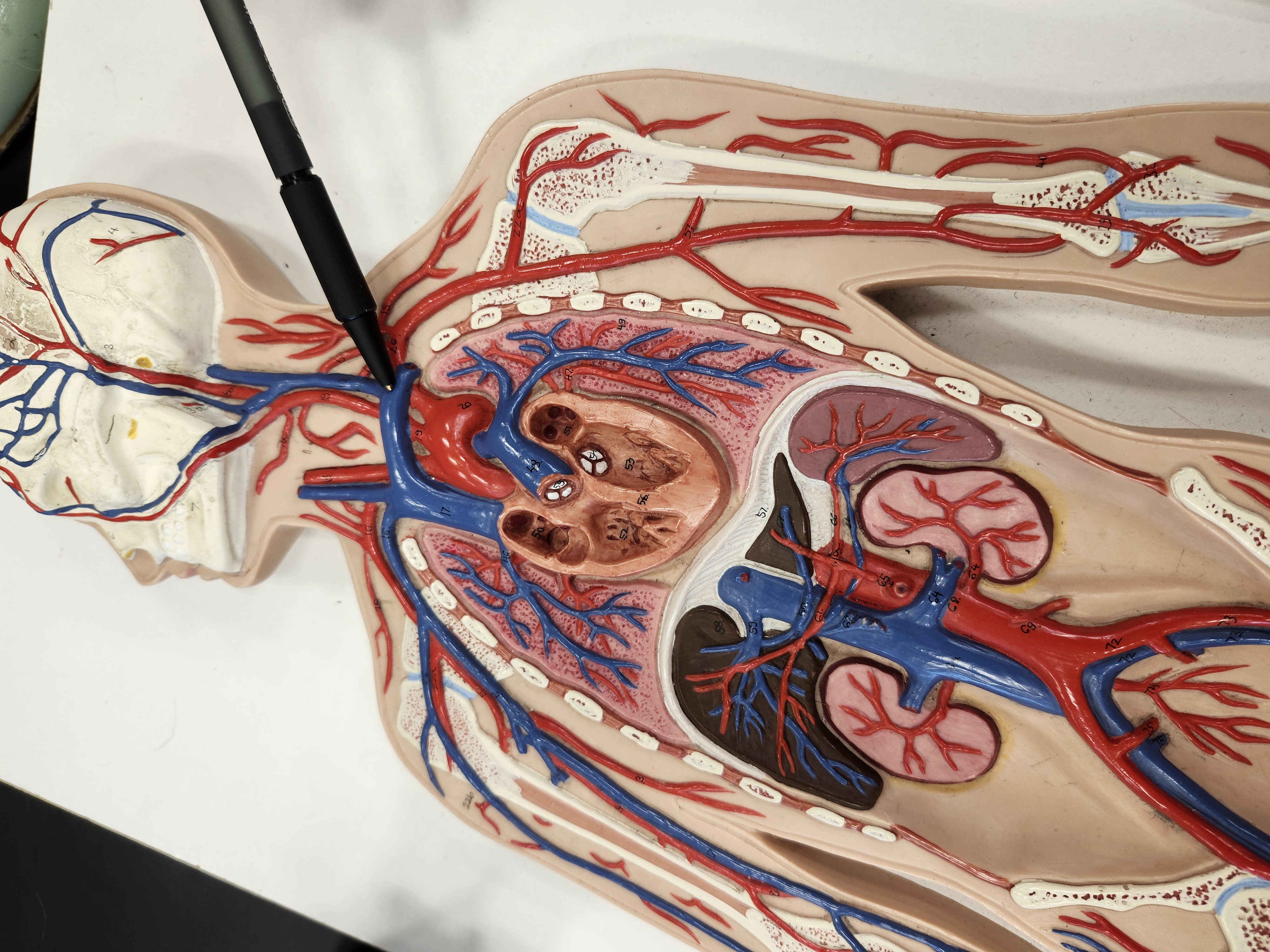 knowt flashcard image