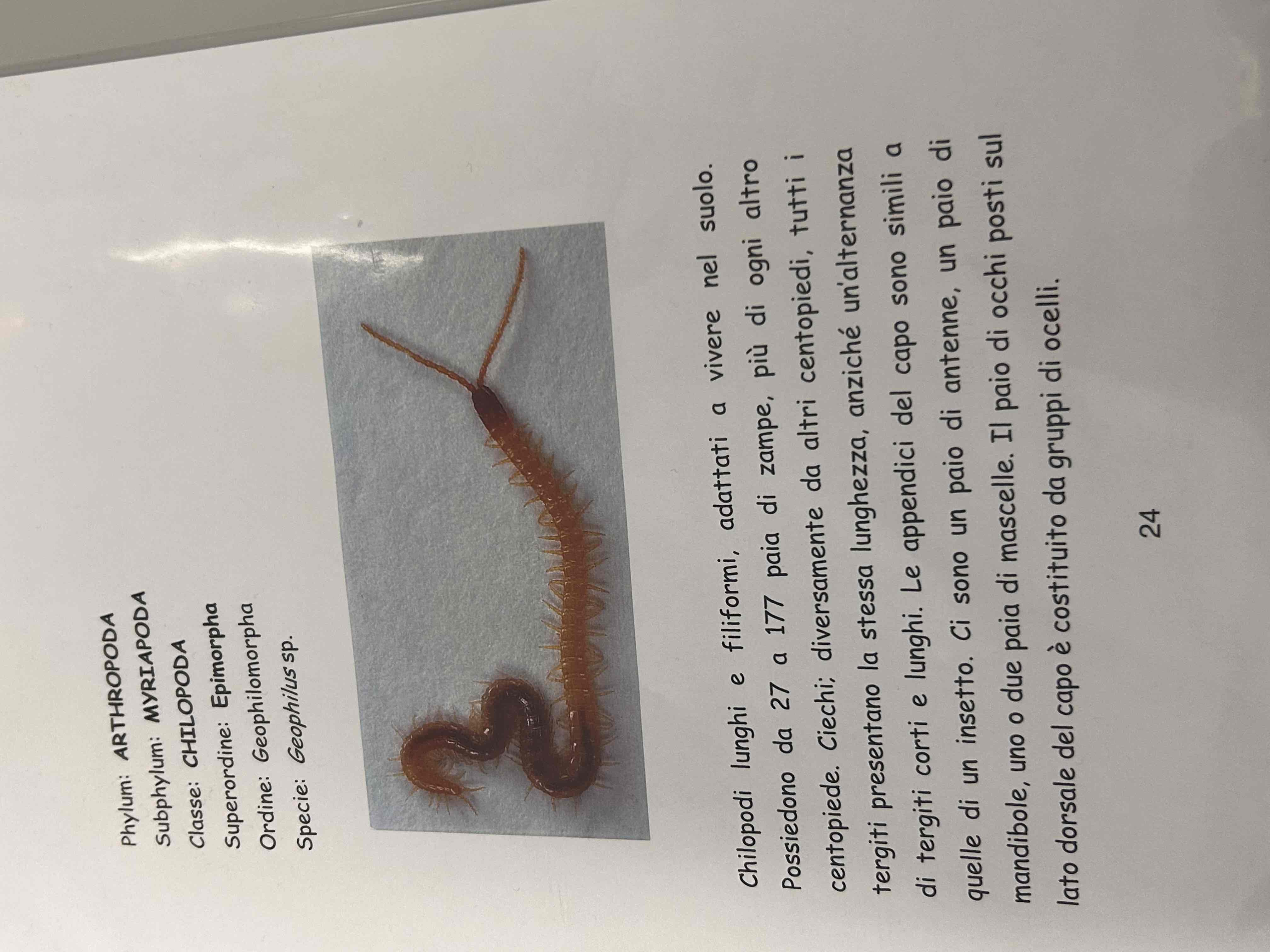 <p>Artropodi</p><p>Miriapodi</p><p>Chilopodi</p><p>Geophilus sp</p>