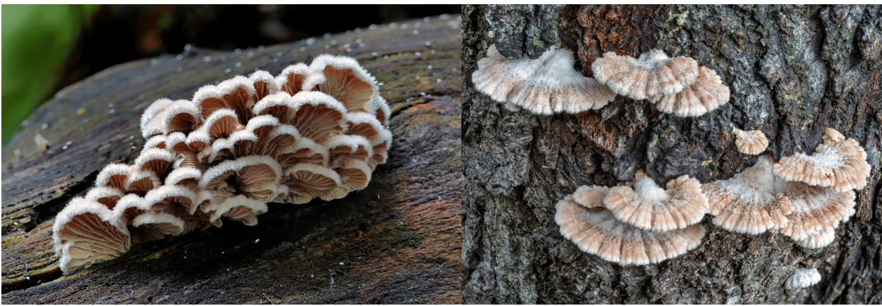 <p>Schizophyllum commune</p>
