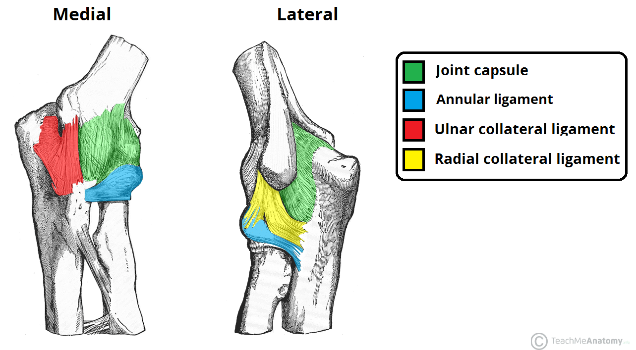 <p>Name the ligaments of the Elbow Joint</p>