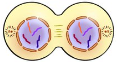 <p>What happens in telophase?</p>