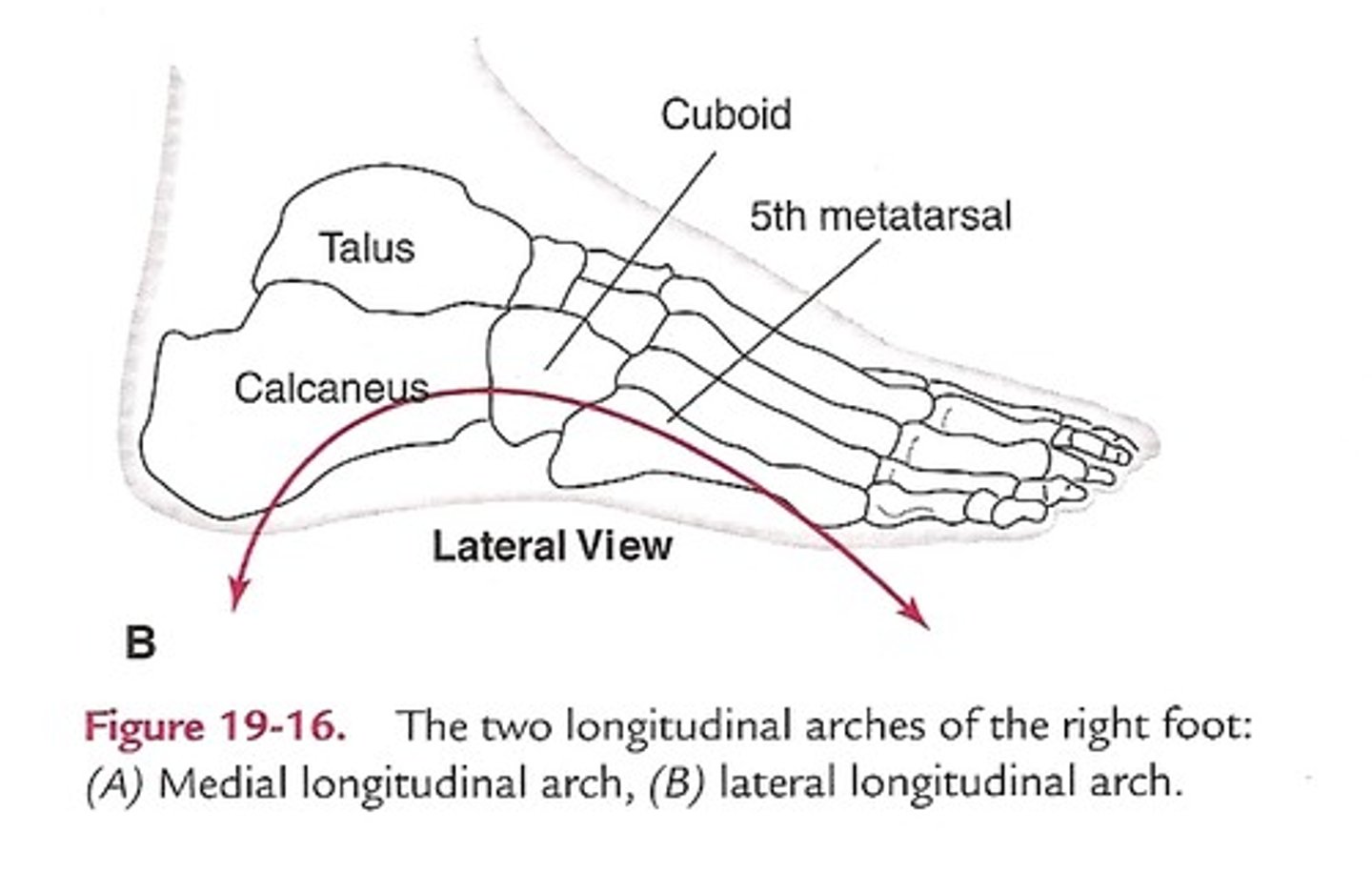 <p>Designed for stability and in contact with the ground while standing</p>