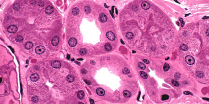 <p>Epithelial tissue</p>