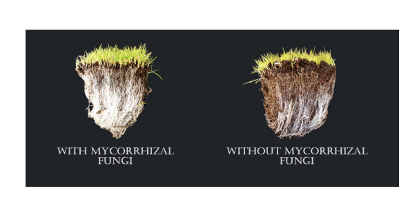 <p><span style="background-color: transparent;"><span>what is</span><strong><span> mycorrhizal fungi? (mutalistic)</span></strong></span></p>