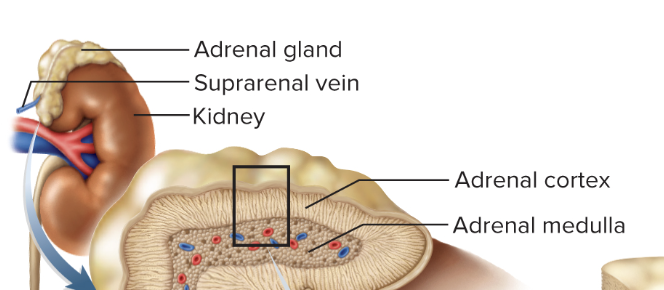 <ol><li><p>Outer adrenal cortex</p></li><li><p>Inner adrenal medulla</p></li></ol><p></p>