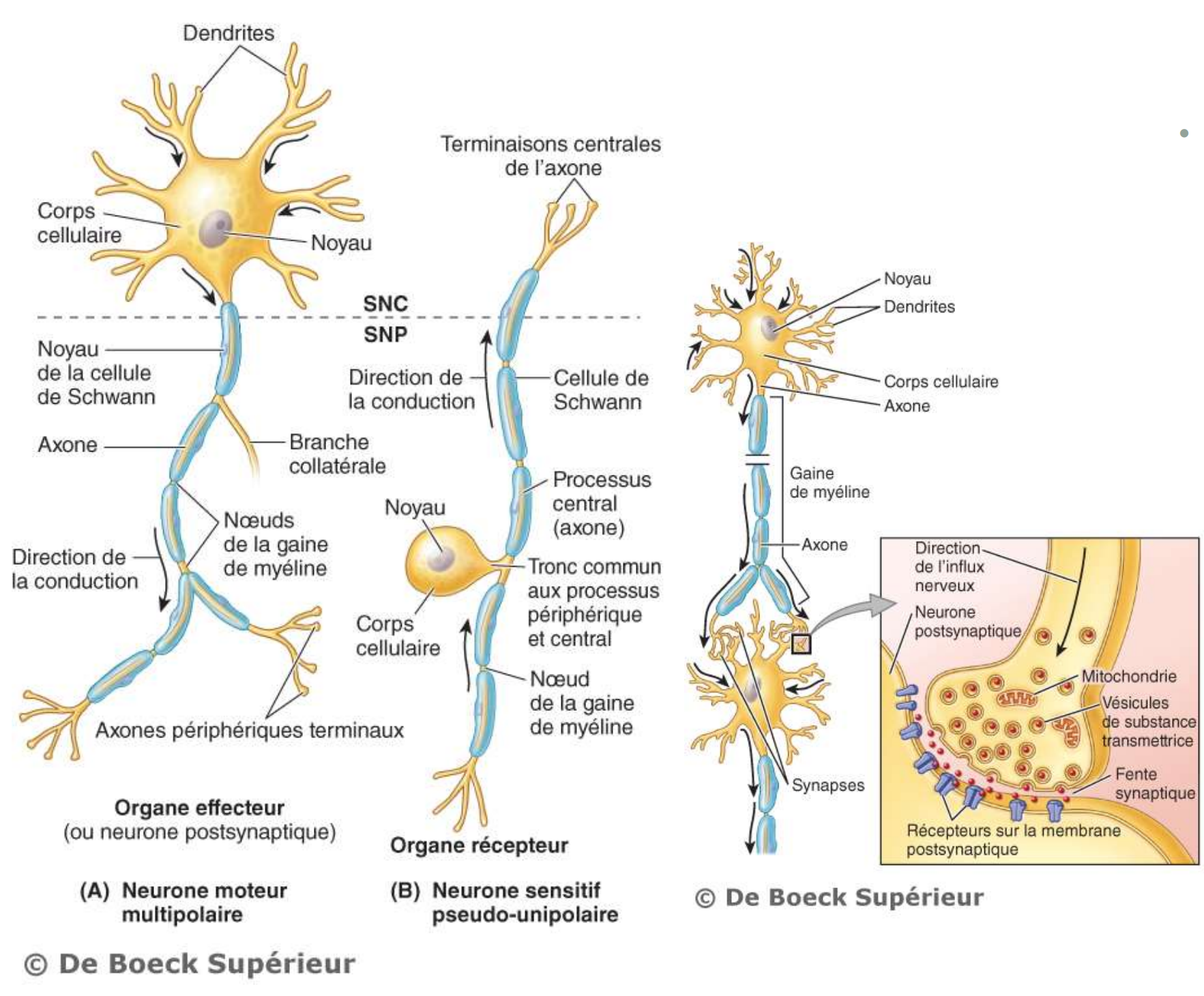 <p>à noter que les oligodendrocytes sont dans le SNC et les cellules de Schwann sont dans le SNP</p>