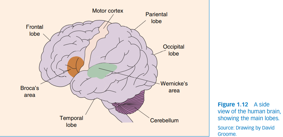 <p><u>Science of the brain.</u> Explain human thought and behavior strictly in terms of biological processes. </p><p>Ex: Looking at genes, hormones, chemicals, and neurotransmitters</p>