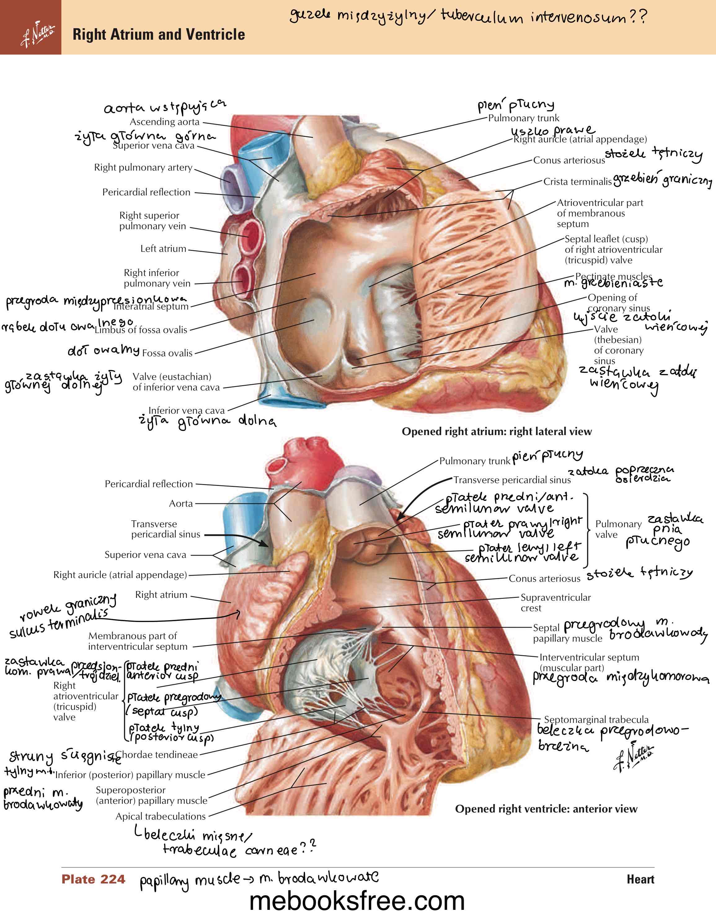 <p>zastawka trójdzielna / tricuspid valve </p>