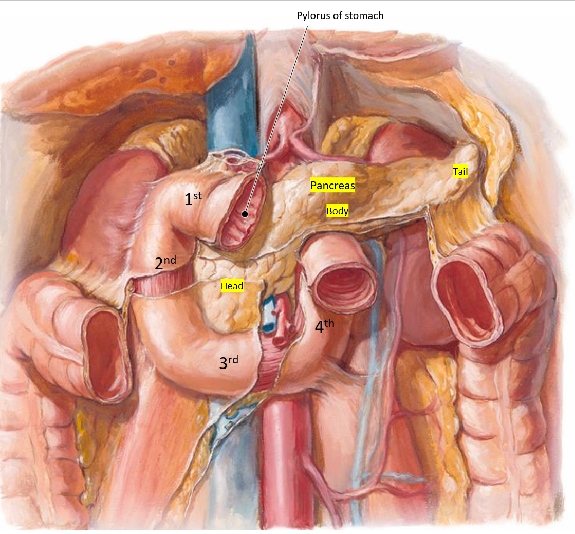 <p>What are the<strong> four parts</strong> of the duodenum?</p>