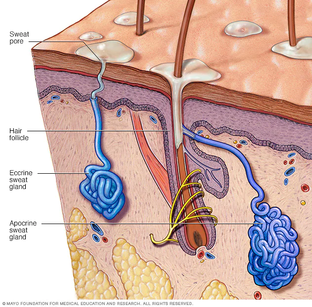 <p>merocrine sweat gland </p>