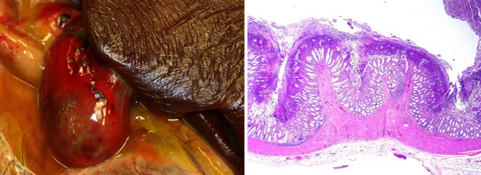 <p>Calf. What is the etiology?</p><p>A-Salmonella Dublin</p><p>B-Salmonella Montevideo</p><p>C-Salmonella Thyphimurium</p><p>D-Salmonella Anatis</p>