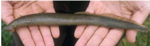 <p>What fish is this and how do you know</p>