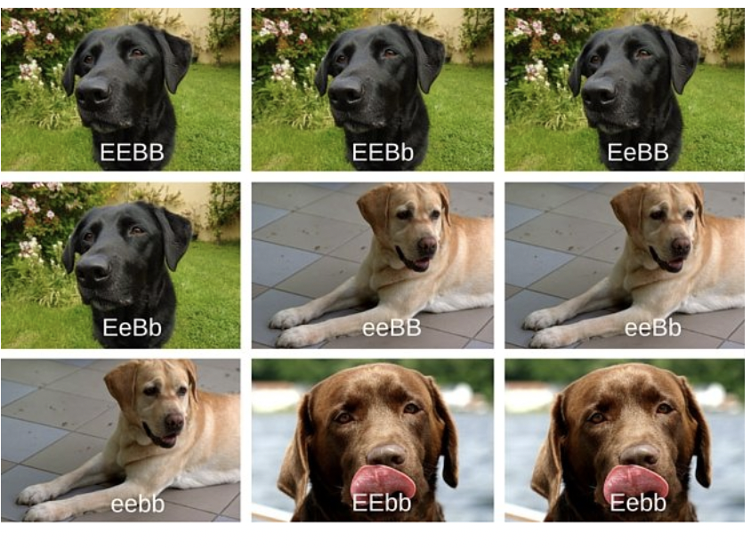 <ul><li><p><span style="background-color: transparent; font-family: "Proxima Nova", sans-serif;"><span>Ex. coat color in mice&nbsp;</span></span></p><ul><li><p><span style="background-color: transparent; font-family: "Proxima Nova", sans-serif;"><span>Pigment (C) is dominant to no pigment (c)</span></span></p></li><li><p><span style="background-color: transparent; font-family: "Proxima Nova", sans-serif;"><span>Black pigment (B) is dominant to brown pigment (b)</span></span></p></li><li><p><span style="background-color: transparent; font-family: "Proxima Nova", sans-serif;"><span>cc is albino, regardless of the B allele</span></span></p></li></ul></li><li><p><span style="background-color: transparent; font-family: "Proxima Nova", sans-serif;"><span>Ex. coat color in Labrador retrievers&nbsp;</span></span></p><ul><li><p><span style="background-color: transparent; font-family: "Proxima Nova", sans-serif;"><span>Pigment (E) or no pigment (e)</span></span></p></li><li><p><span style="background-color: transparent; font-family: "Proxima Nova", sans-serif;"><span>Black pigment (B) or brown pigment (b)</span></span></p></li></ul></li></ul><p></p>