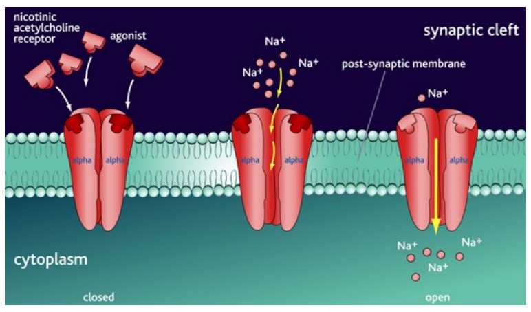 <ul><li><p class="">Ligand-gated ion channels on neurones</p></li><li><p class="">Activated by ACh = Na⁺ influx</p></li><li><p class="">Causes depolarisation (EPSP) = ↑ excitability</p></li></ul><p></p>