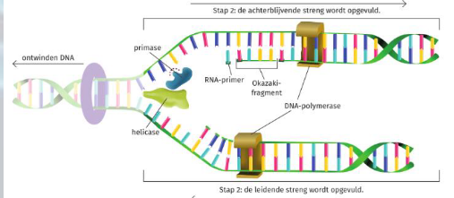 <p>stap 2: aanmaak complementaire strengen</p>