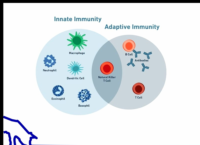 <p>types of immunity</p>