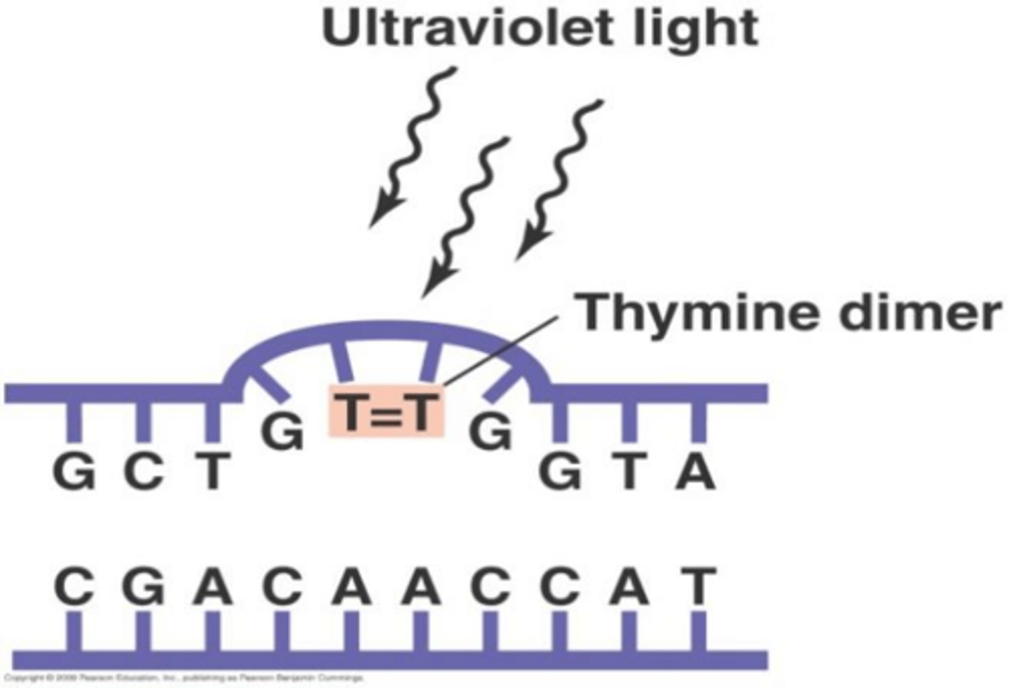 <p>Ionizing radiation (X rays and gamma rays) and nonionizing radiation (UV rays).</p>