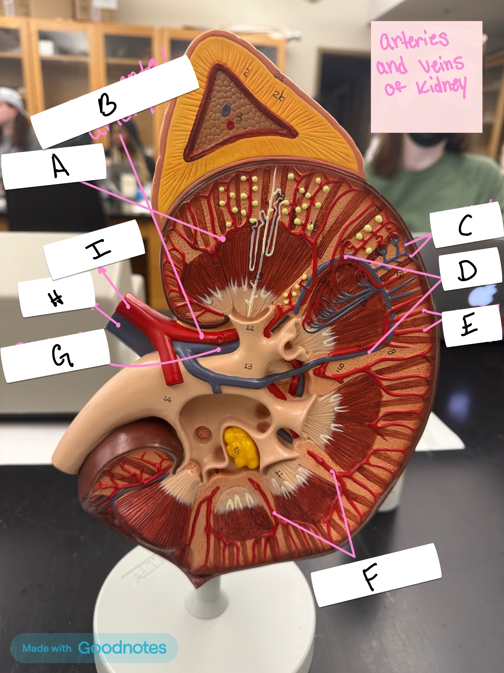 <p>Which veins are labeled C</p>