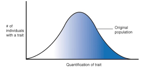 <p><span style="background-color: transparent;"><span>Selection is when better adapted&nbsp;organisms survive to breed and less&nbsp;well adapted organisms fail to do so.&nbsp;</span></span></p><p><span style="background-color: transparent;"><span>Most characteristics are controlled by </span><strong><span>polygenes</span></strong><span> (</span><strong><span>more than one gene</span></strong><span>) and are </span><strong><span>influenced</span></strong><span> by the </span><strong><span>environment</span></strong><span>. If the environment </span><strong><span>changes</span></strong><span>, advantageous phenotypes will change.&nbsp;</span></span></p><p><span style="background-color: transparent;"><span>The effect of the environment on polygenes produces individuals in a population that vary about the </span><strong><span>mean</span></strong><span>. When you plot this variation on a graph you get a </span><strong><span>normal distribution curve</span></strong><span>.</span></span></p><p><span style="background-color: transparent;"><span>Directional selection and stabilising selection affect this normal distribution curve.&nbsp;</span></span></p>