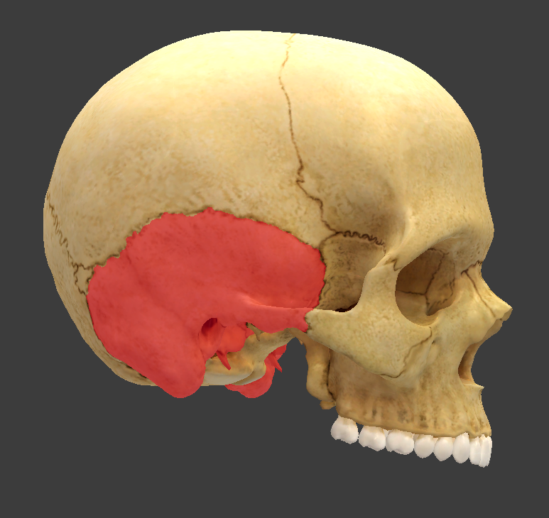 <p>What structure is highlighted in red?</p>