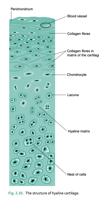 <p>translucent, blue-white appearance</p><p>forms articular surfaces of joints, provides support in the nose, larynx, trachea, and bronchi</p><p>forms skeleton of embryo before endochondral ossification</p><p>same refractive index as gel matrix, can’t see under microscope</p><p>most common type of cartilage</p>
