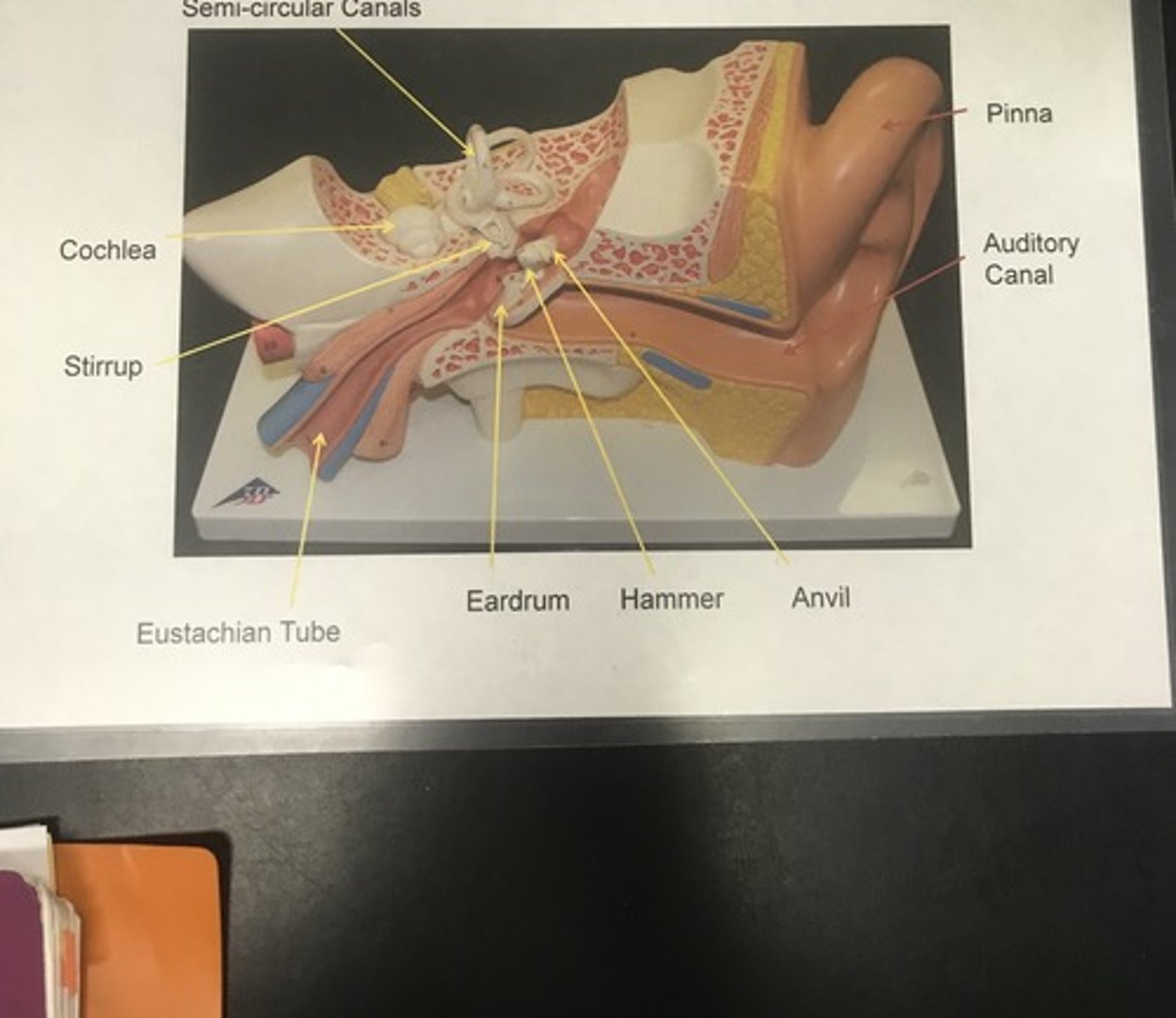<p>Name the model</p>