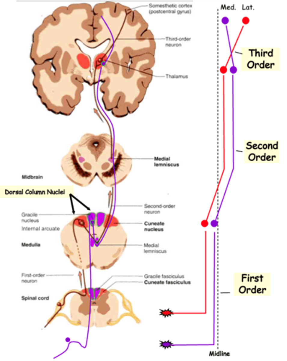 <p>Axons of the medial lemniscal pathway are ______________ organised</p>