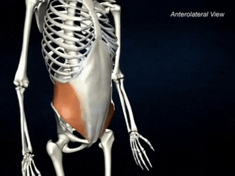 <p>ORIGIN of internal oblique</p>