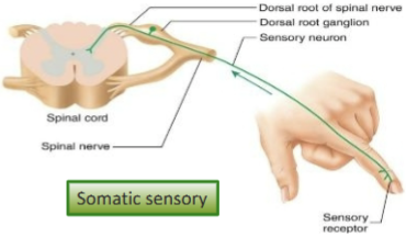 <p>carries signals from receptors in the skin, muscles, bones, and joints</p>