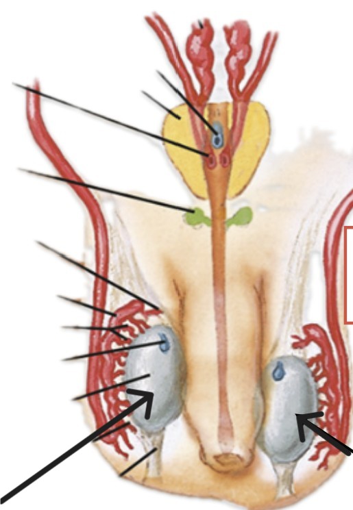 <p>Which organ is this?</p>