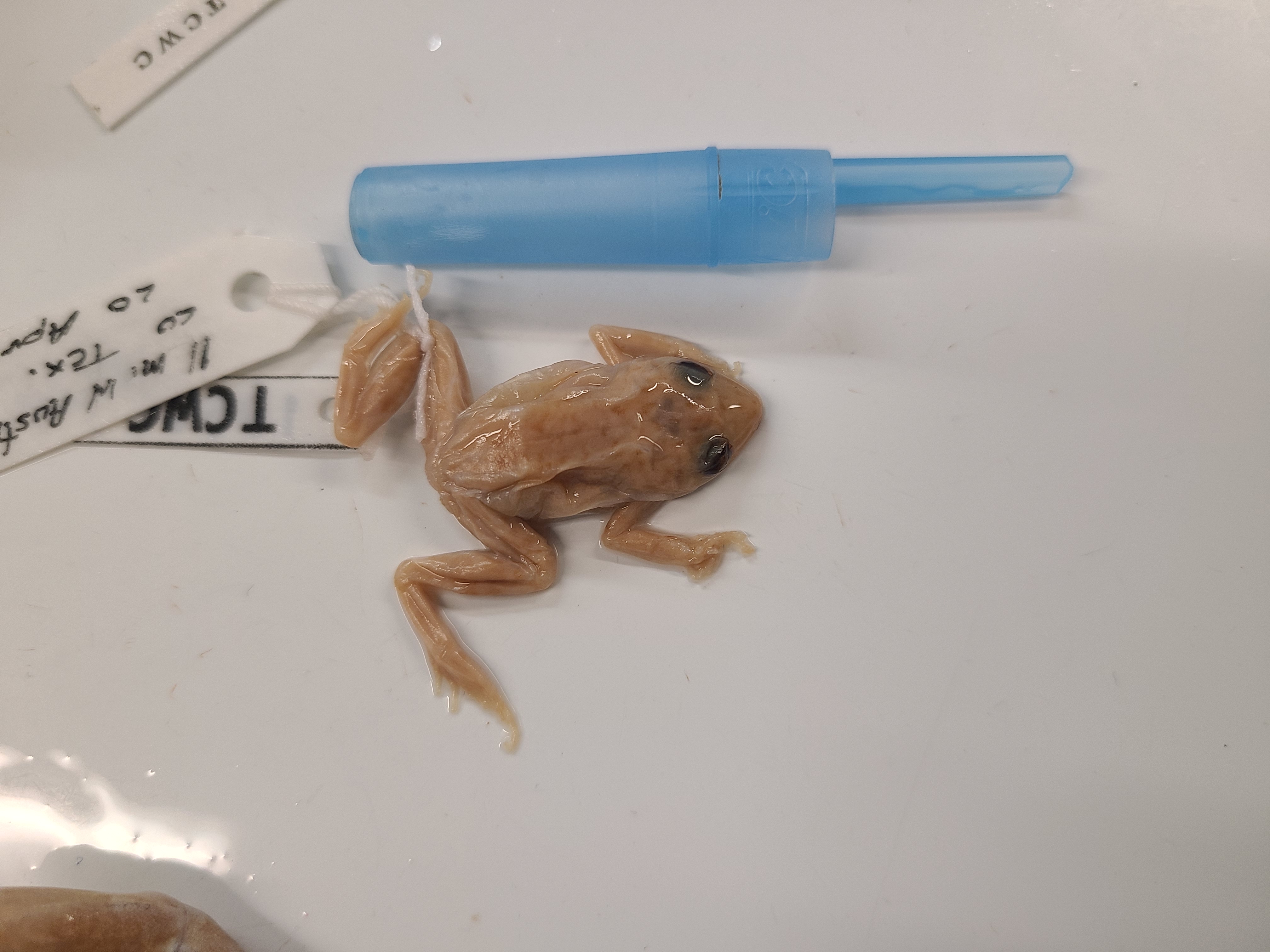 <p>Order and Family of Eleutherodactylus marnockii</p>