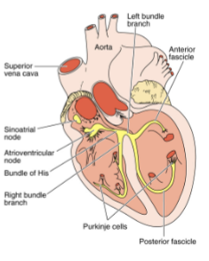 <ul><li><p>upper, interarterial</p></li><li><p>internodal, depolarization</p></li></ul><p></p>