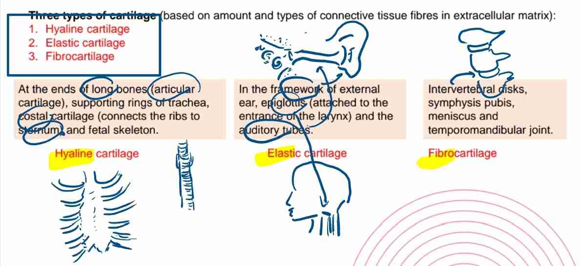 <p>Hyaline, elastic, and fibrocartilage.</p>