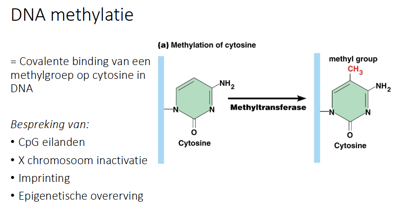 <p>cov binding van een methylgroep op cytosine in DNA</p>
