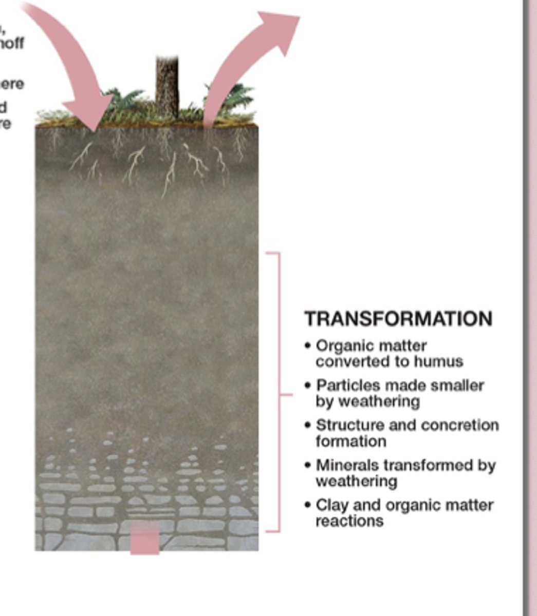 <p>Transformations are changes to the materials already in the soil—the minerals and organic matter are chemically or physically altered into new forms.</p><p>This includes oxidation of iron in well-drained soils, creating red/yellow colors, and reduction of iron or copper in saturated, oxygen-poor soils, creating gray/blue colors. These chemical changes modify the soil’s properties and contribute to soil horizon development.</p>