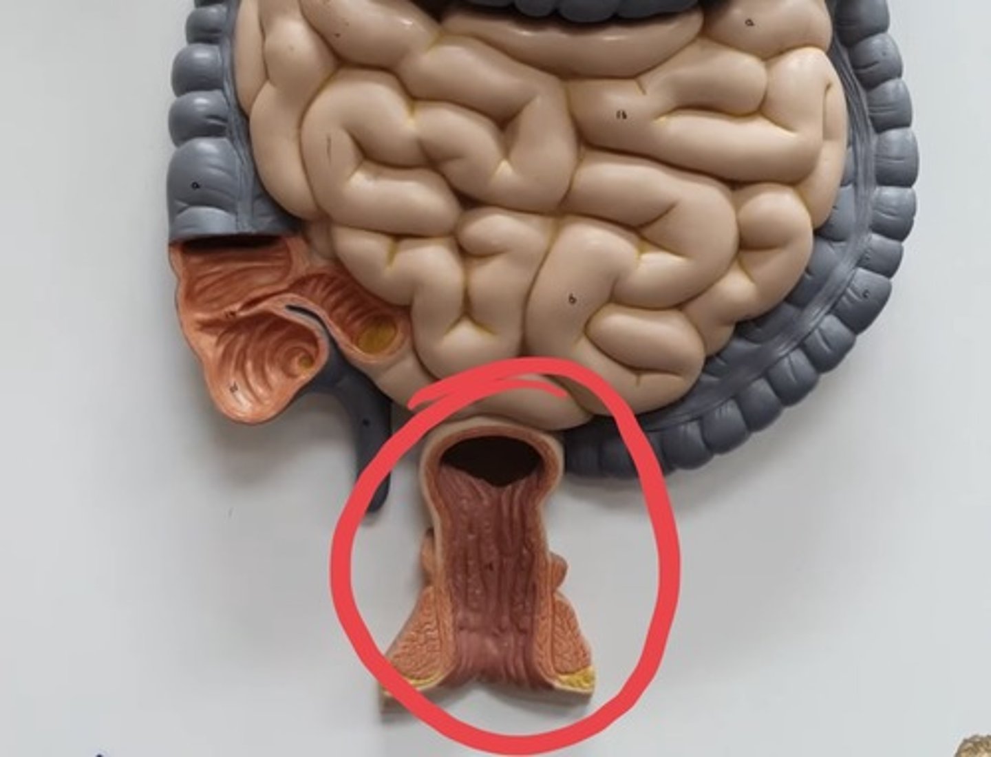 knowt flashcard image