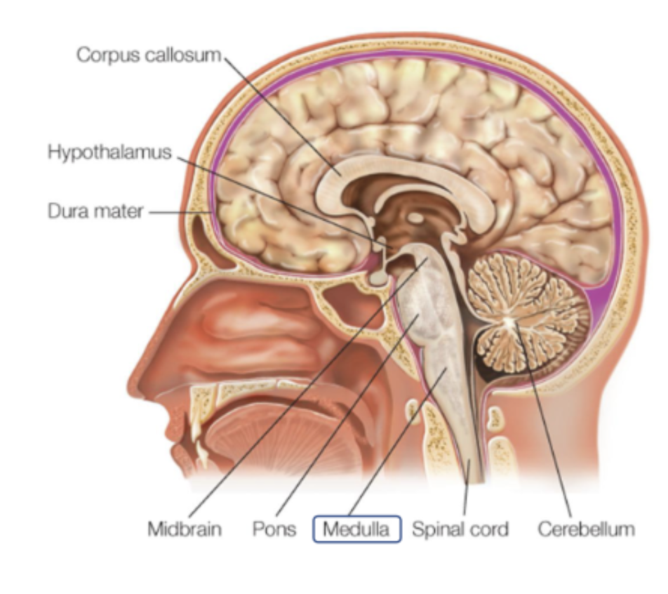 <ul><li><p><span><span>Cell bodies of many of the 12 cranial nerves (</span><em><span>sensory and motor innervations</span></em><span> to face, neck, throat).</span></span></p></li><li><p><span><em><span>Corticospinal motor axons</span></em><span> (i.e., axons coming from the cortex to the spinal cord) </span><strong><span>cross</span></strong><span> here: motor neurons from left hemisphere cross here to control muscles from the right side of the body.</span></span></p></li><li><p><span><span>Responsible for </span><em><span>autonomic</span></em><span> (involuntary) functions such as </span><em><span>heart rate, sneezing, blood pressure</span></em><span>&nbsp;etc.</span></span></p></li></ul><p></p>