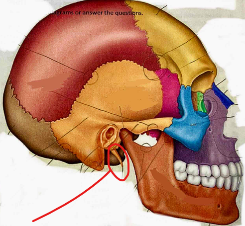 <p>What part of the skull is this?</p>