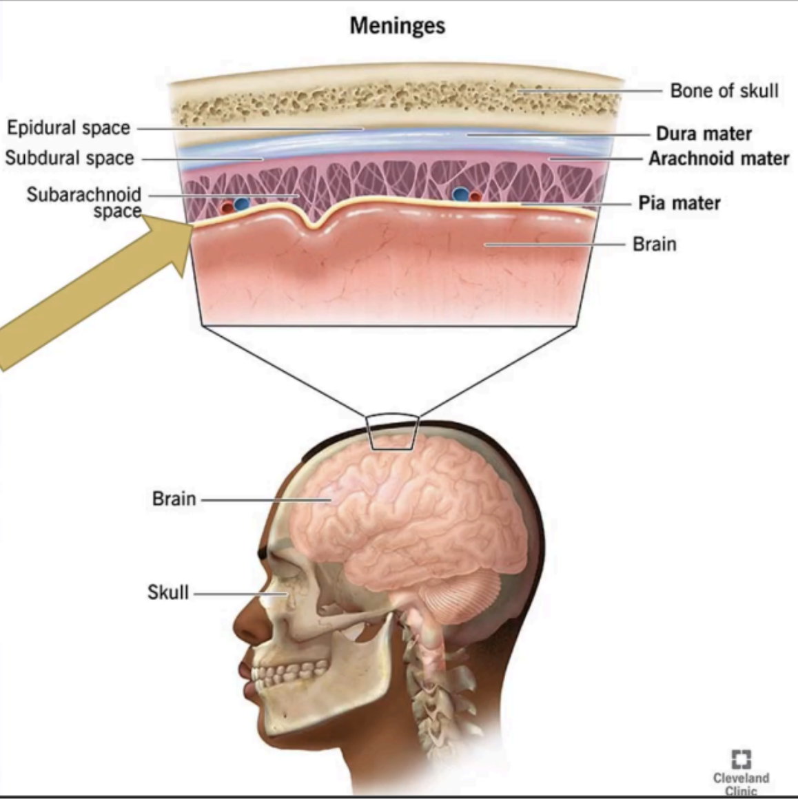 <p>PIA MATER</p>