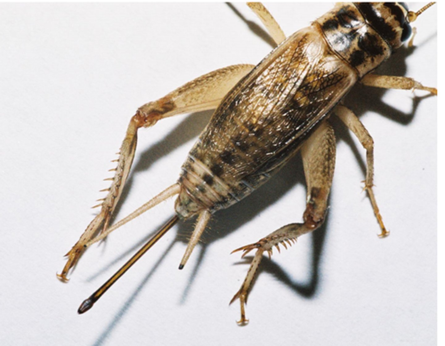 <p>Identify the sex.</p>