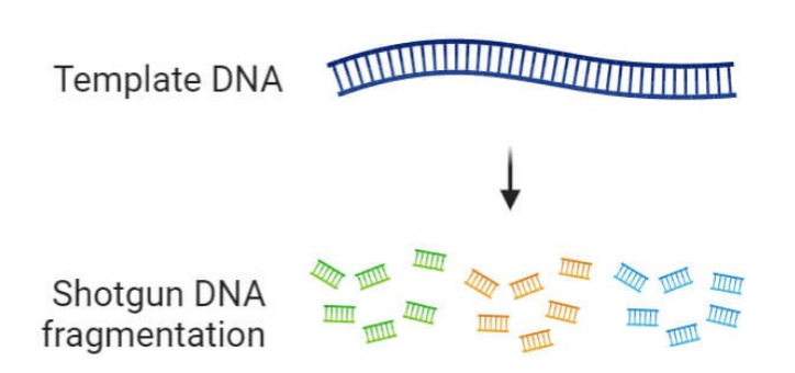 <ul><li><p>Shotgun sequencing:</p><ul><li><p>Randomly fragment the entire DNA sample into millions of small, overlapping pieces.</p></li><li><p><u>Random reads</u>.</p></li></ul></li></ul><p></p>