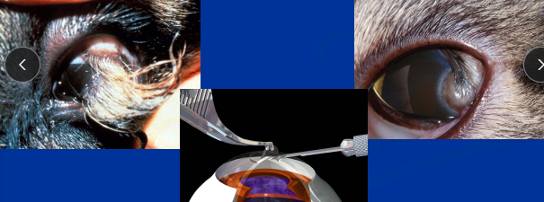 <p><span style="background-color: transparent;"><strong><span>Dermoid (Choristoma)</span></strong></span></p>