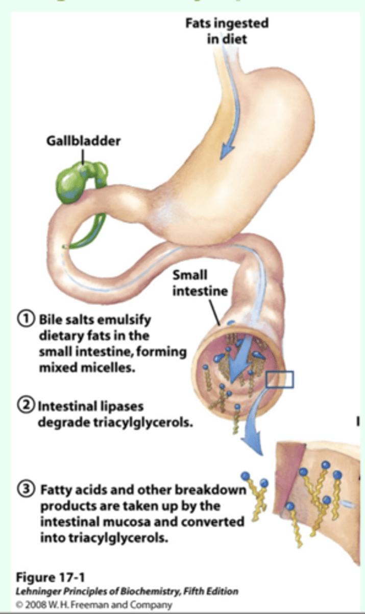 <p>1. bile salts emulsify dietary fats in the small intestine, forming mixed micelles</p><p>2. intestinal lipases degrade (breaks down) triacylglycerols to make them smaller to diffuse into your body from small intestine</p><p>3. fatty acids and other breakdown products are taken up by the intestinal mucosa and converted into triacylglycerols</p>