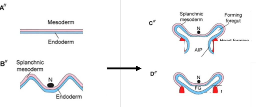 <ol><li><p>endoderm folds and elevates. splachnic mesoderm comes from the LPM</p></li><li><p>endoderm fold around ventrally. endoderm fuses ventrally</p></li></ol><p></p>