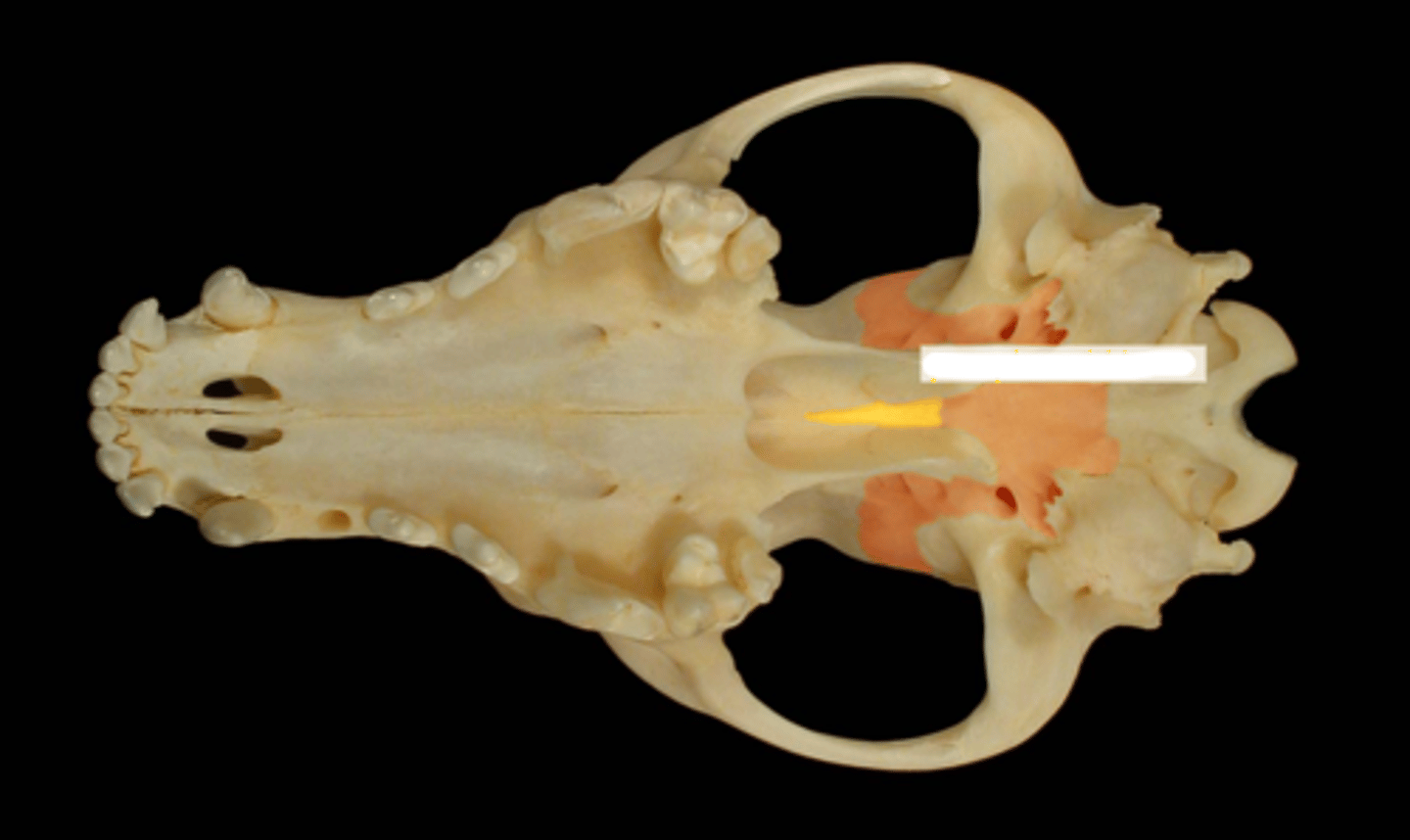 <p>What is the yellow highlighted region?</p>