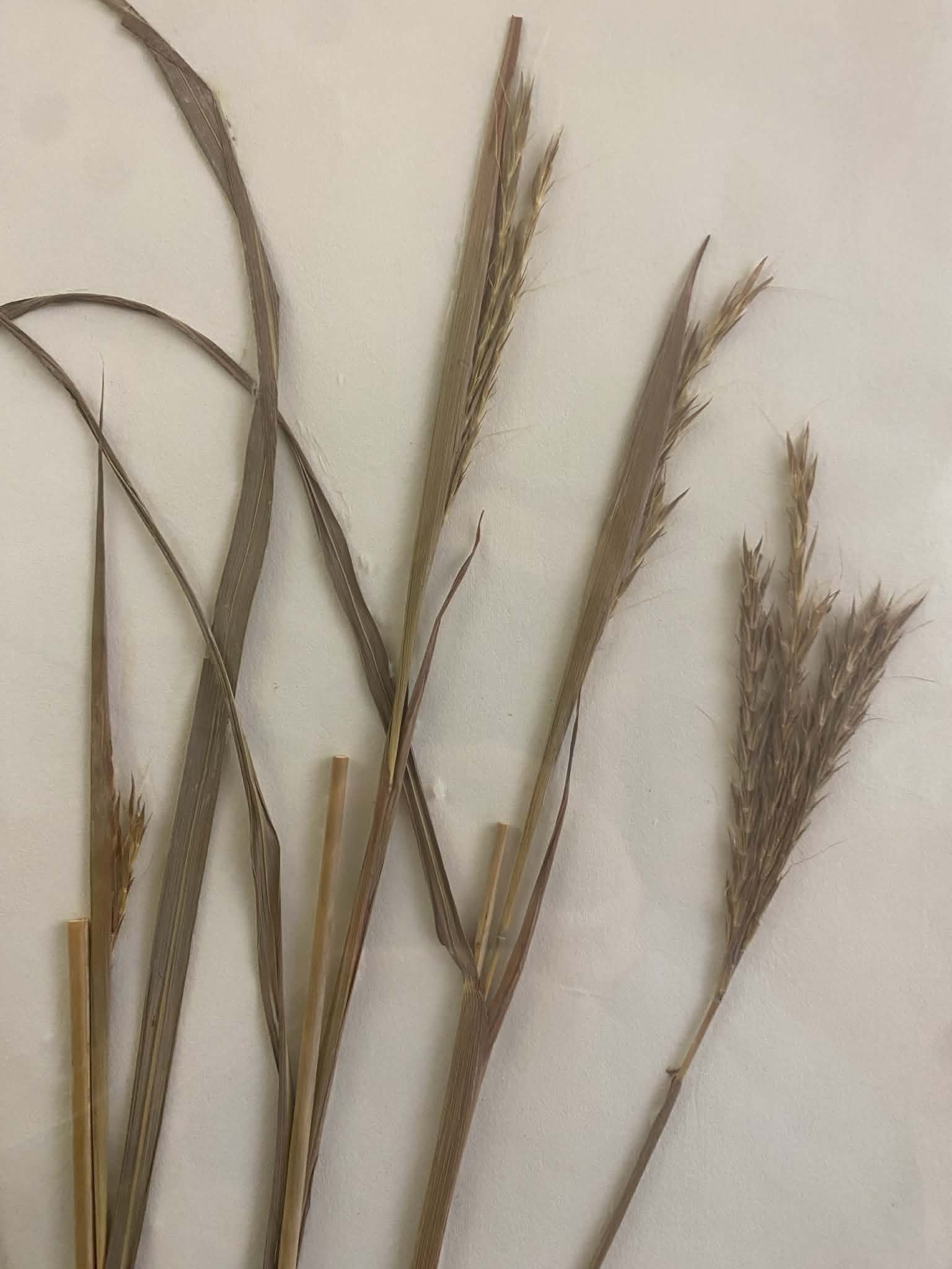 <p>Andropogoneae, P, N, Andropogon gerardi, Big bluestem</p>