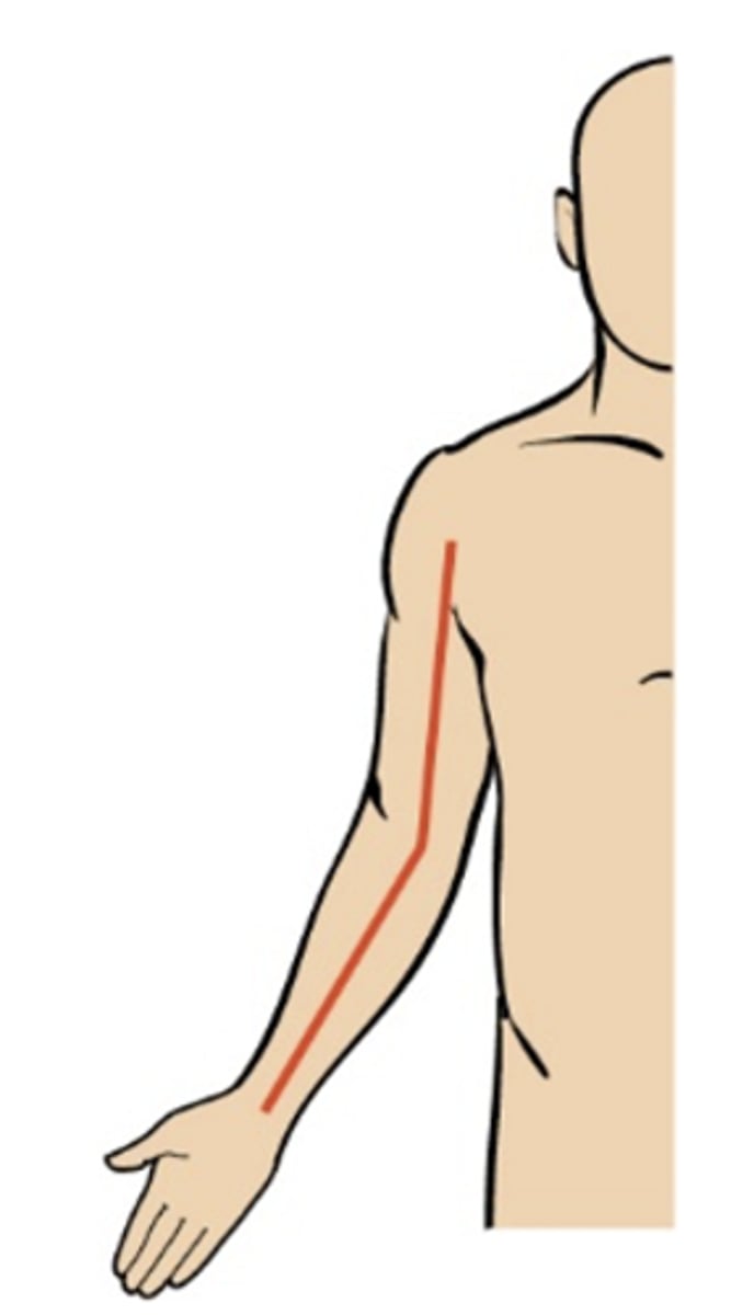 <p><strong>Angle formed by the arm and forearm when in the anatomical position</strong></p><p>The longitudinal axes of the humerus and forearm form this angle. This angle tends to be greater in women than in men.</p><p></p>