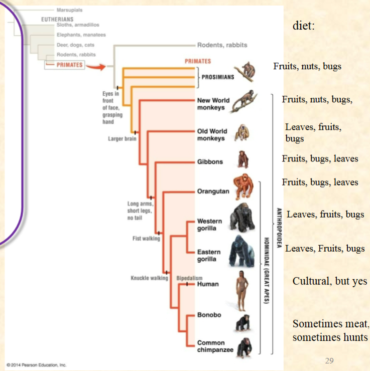 <p>All of these animals are opportunistic<br>feeders and will eat vertebrate meat if<br>they find it. Is hunting for vertebrate<br>meat likely a derived or ancestral trait<br>in the primates (hint: outgroup)?<br>A. Derived<br>B. Ancestral<br>C. You can’t tell from this information</p>